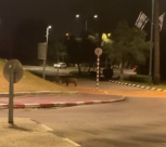 توثيق .. خنازير برية تتجول في مدينة اللد منتصف الليلة الماضية